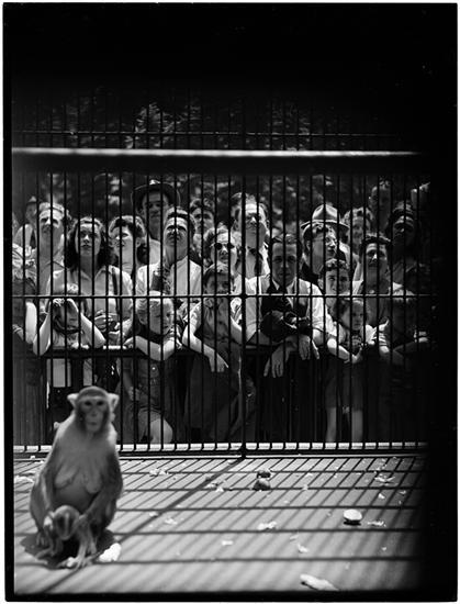 Crowd looking at a monkey in a cage, NYC, 1946 by Stanley Kubrick