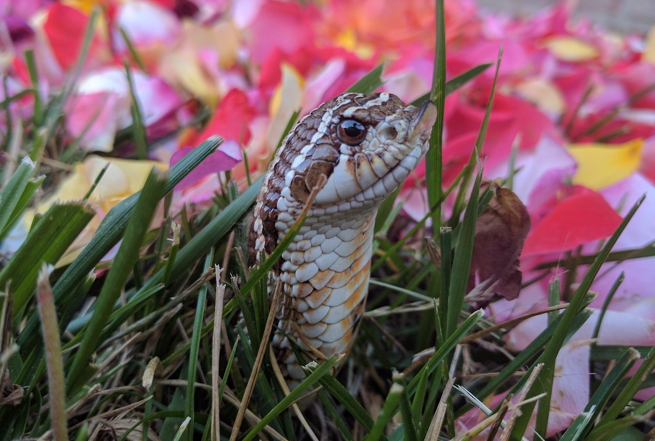 PineryPP on X: Have you heard about the Eastern Hognose Snake