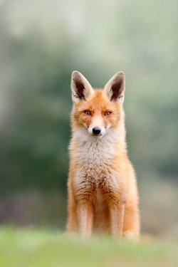 beautiful-wildlife:  Red Fox by Roeselien