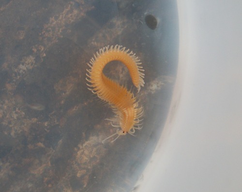 frumpytaco:Pelagic epitokes of the noble necklace-worm, Autolytus magnus, collected off the dock at 