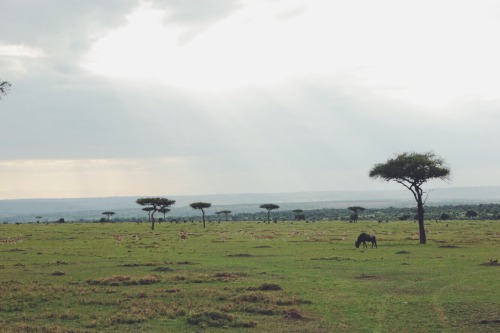 Porn travelingcolors:  Endless  Savanna | Kenya photos