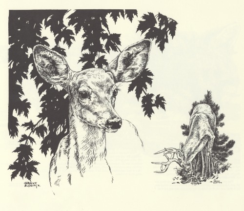 antiqueanimals: White-tailed deer by Charles W. Schwartz (1914-1991) – from Wildlife Drawings.