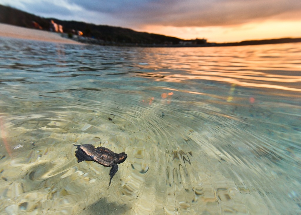 lsleofskye:  Baby TurtlesCredits: 1, 2, 3, 4, 5, 6, 7, 8, 9, 10