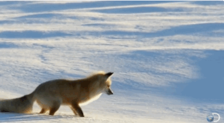 wlfgrrl:  How To Hunt Like A FoxStep 1: *sproing!Step 2: *jackknife! (embrace your