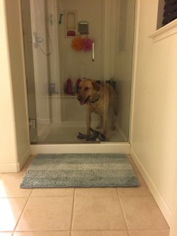 princes-juliana:  My sister’s dog and cat, Diesel and Simba, locked themselves in the shower on accident.