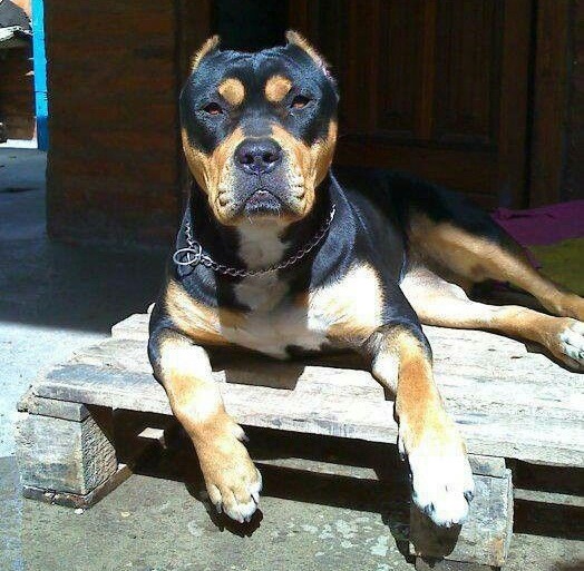 beavis-hates-your-kink: okay so I googles pitbull rottweiler mix today and  i have gazed into the eyes of the good lord himself 