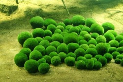 sixpenceee:  Moss Balls of Lake Myvatn and