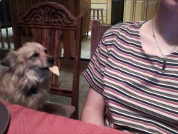 zftw:  genderthief:  i gave my dog a tortilla chip ten minutes ago and she won’t fucking eat it she’s just staring at me with it in her mouth   she’s waiting for the salsa 