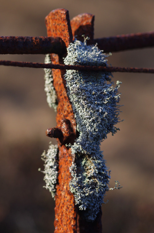 Special Rust Lichen #FencepostOfTheWeekUsually the metal surfaces of a fencepost are pretty sterile.