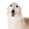 noritaro:martian-borzoi:  Sometimes I think adult photos