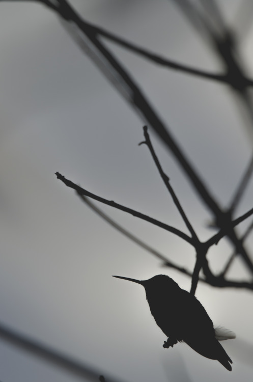 Silhouette of a Hummingbird