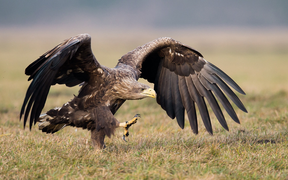 gravitationalbeauty:  I’m coming… by Krzysztof Marczak   