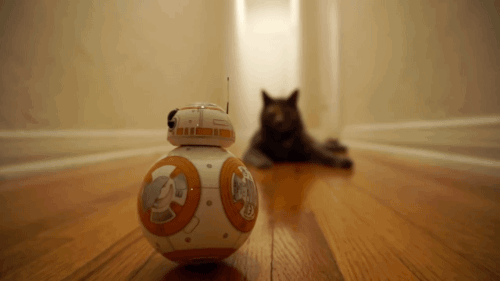 gifsboom:  Mochi the Cat Meets BB8 from Star Wars: The Force Awakens. [video][Scott