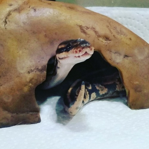 thecopperwitch:Samhain is the cutest noodle