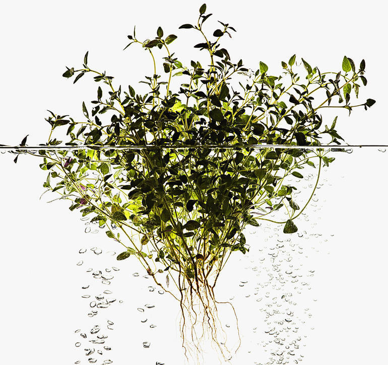saatchiart:  Basil, Mint, &amp; ThymePhotography by Derek Seaward 