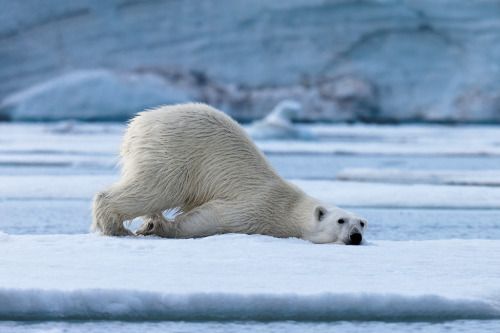 earthlynation:  Polar Bear Resting. Photo by Ivan Starastin 