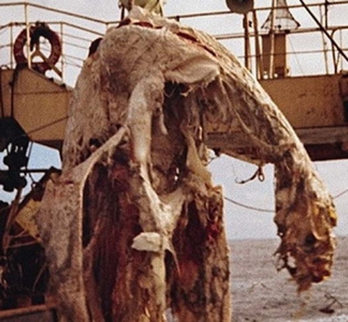 sixpenceee:  Zuiyo-maru Carcass In April 1977, thirty miles off the coast of New Zealand, a net of a Japanese fishing boat, the Zuiyo-maru, caught a huge animal carcass of an unknown origin. The creature was 33 feet long and weighd about 4000 pounds.