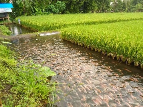 sixpenceee:Indonesian Rice Fish CultureRice-fish culture involves farmers introducing fish into thei