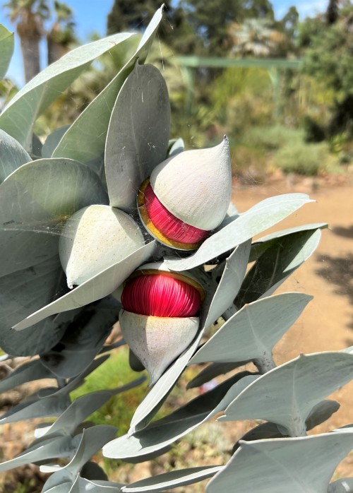 Porn photo ruthbancroftgarden:Eucalyptus macrocarpaThere