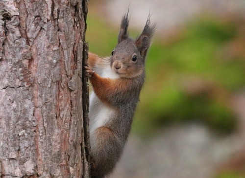 Red squirrel or Eurasian red squirrel/ekorre (Sciurus vulgaris).