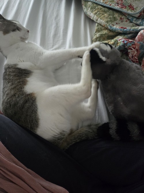 After Months Of Research On The Subject, And Many Peer Reviews Later, I Have Concluded That My Cat Is