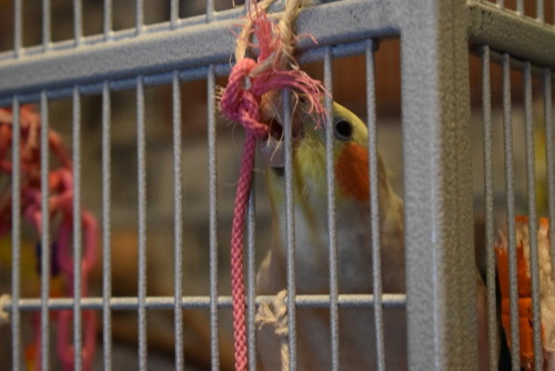 [Image: Two pictures of Kairi the cockatiel with her beak through the bars of her cage trying to che