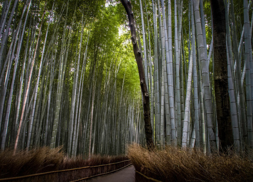Bamboo Forest by Matthew Margot on Flickr.