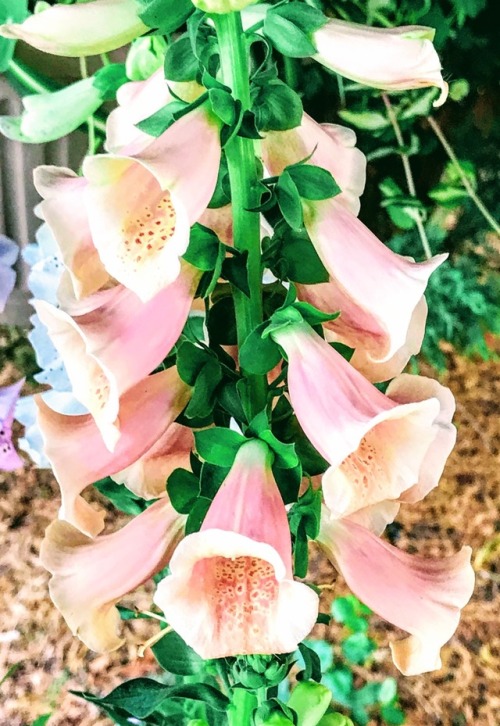 Foxglove (digitalis spp), Fairfax, 2017.