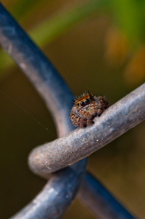 crosstimberlake:Pumpkin SpiceA kinder gentler Halloween spider (if you aren’t a fly)