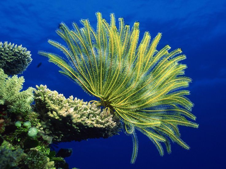 Fanning the sea (Crinoid)