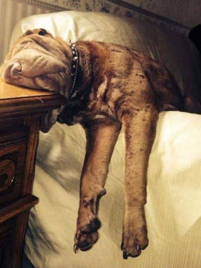 Porn Pics itsagifnotagif:Dogs really do sleep like