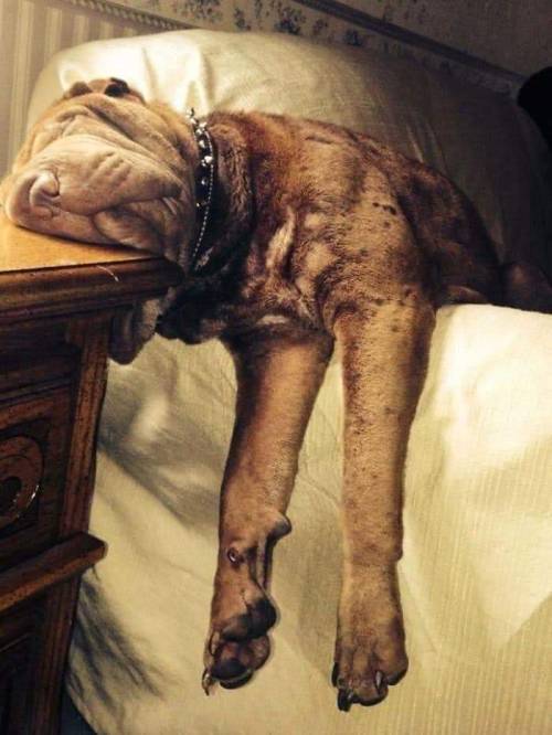 itsagifnotagif:Dogs really do sleep like adult photos