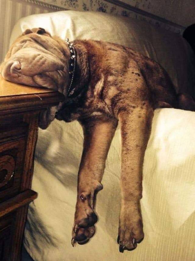 Porn itsagifnotagif:Dogs really do sleep like photos