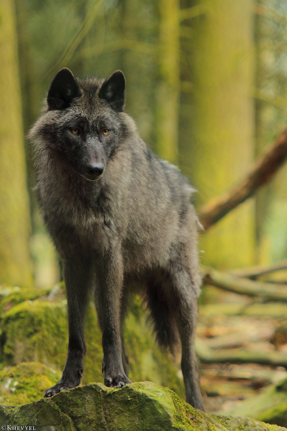Non temere&hellip;me&hellip; temi l'uomo!!!  thewolf 