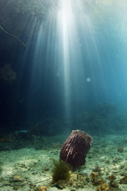 theoceanrolls:  Underwater Silence (by m*yoko)