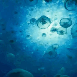 Im Not Sure If You Do Roblox Myths But If You Do Could You An Angeredfish Stimboard With Blue Marine