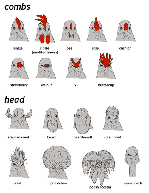 despazito:revised my chicken post, still very basic but its an intro to appearance