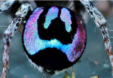 beastlyart:swirlything:ftcreature:Rainbow Jumping Spider, Maratus robinsoni. Read more here. Photos 