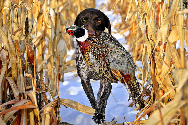  Country Buck