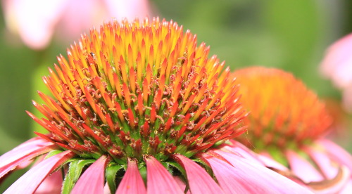 Where flowers bloom, so does hope.Lady Bird JohnsonDetail of a cone flower, Summer 2015.