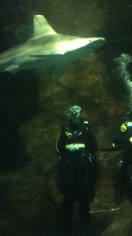 Today I went shark diving and holy shit balls, it was the best experience