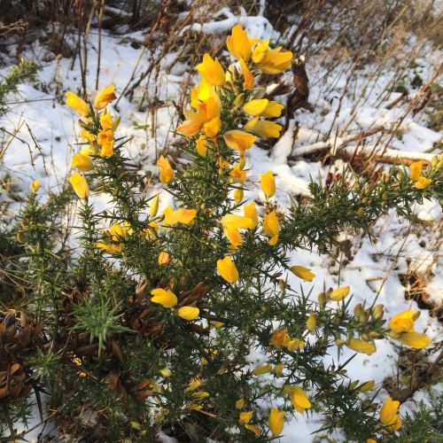 poisonerspath: Common Gorse- Ulex europaeus ☀️ common throughout Great Britain and parts of Europe b