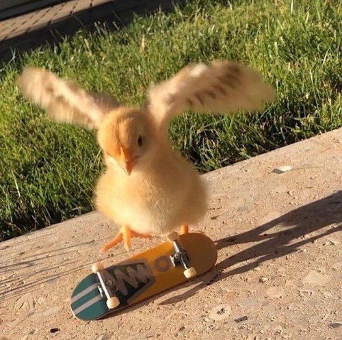 jaubaius:



SkateBIRD




Awwwwwww #skateboarding#chick #as in chicken #funny#birds