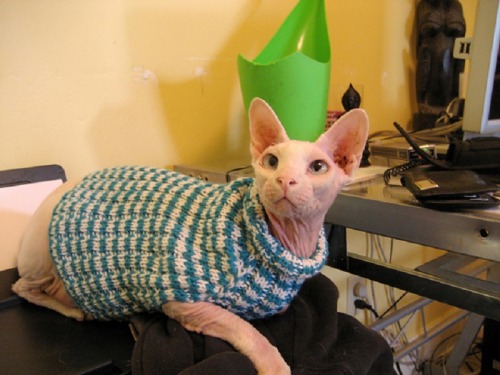 pineapplemachine: pineapplemachine:  Psa! Wtf is wrong with people who dont like hairless cats. They can wear sweater cuz They. Are. Nakey. GOBLINSSSS!!!  I bring u proof 