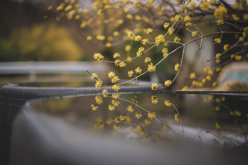 2022-03-20Spring, Cornus officinalis VillageCanon EOS R3 + RF50mm f1.2LInstagram  |  hwantastic79viv