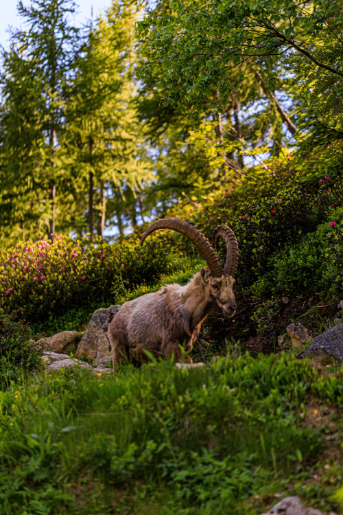 Alpine Ibex 1-5/? - Tour du Mont Blanc, June 2019photo by nature-hiking