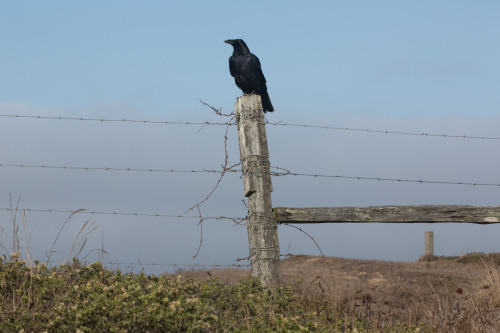 Creatures of Point Reyes Point Reyes is a beautiful place to visit. We camped out in Mount Tamalpais