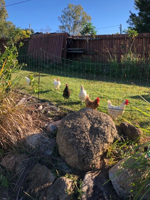 morning chook visit! all of them sound healthy, and voddie stuck her mohawk in my camera. niqua (the