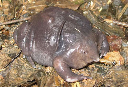 all-thats-interesting: 9 Incredibly Strange Animals That Really Exist Here are some more of the rare