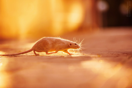 ratshavefeelingstoo:rat-wonderland:sunny rat by AnnaTyurina Beautiful.